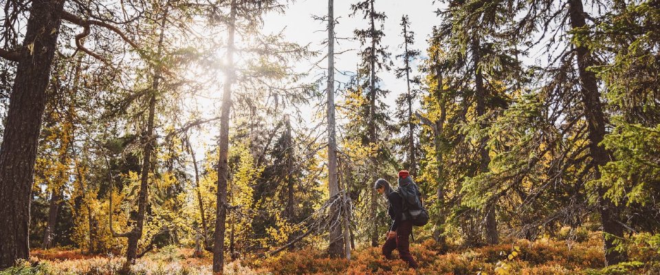 Nature of Wonder cultiveert een diepe verbinding met natuur en wildernis, biedt transformatieve retraites en wijsheid voor een leven in afstemming met de natuur.