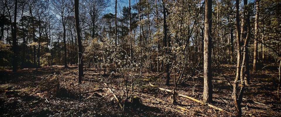 Wat niet schreeuwt maar wacht, geeft richting voorbij de ijdele droom. Lees tot het einde, want er komt iets nieuws bij de brieven.